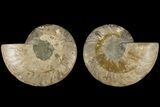 Cut & Polished, Agatized Ammonite Fossil - Crystal Filled #184152-1